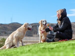California Pet Rent Laws: A Comprehensive Guide for Tenants and Landlords