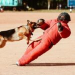dog bite liability homeowners insurance