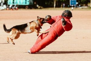 dog bite liability homeowners insurance